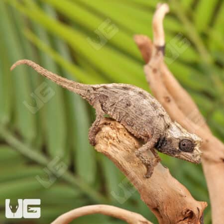 Ebenau's Leaf Chameleon For Sale - Underground Reptiles