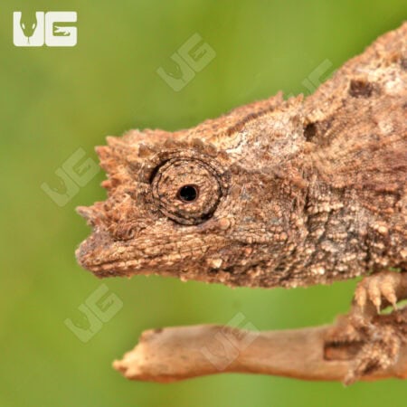 Ebenau's Leaf Chameleon For Sale - Underground Reptiles