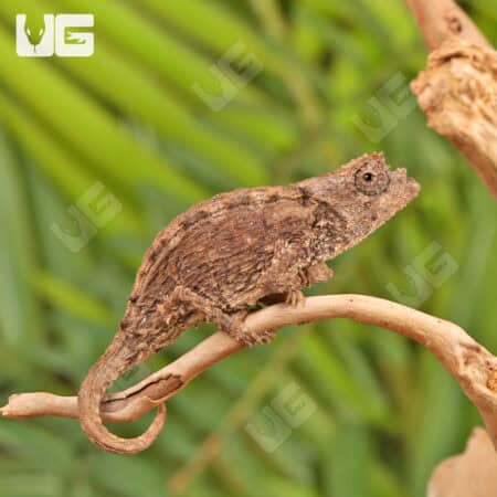 Ebenau's Leaf Chameleon For Sale - Underground Reptiles