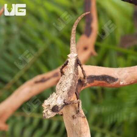 Ebenau's Leaf Chameleon For Sale - Underground Reptiles