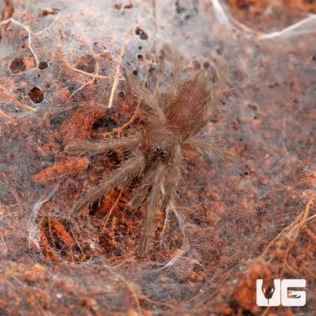 Electric Blue Earth Tiger Tarantula (Chilobrachys sp) For Sale - Underground Reptiles
