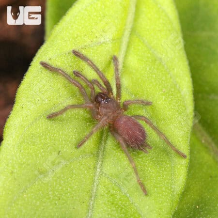 Electric Blue Earth Tiger Tarantula (Chilobrachys sp) For Sale - Underground Reptiles