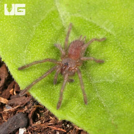 Electric Blue Earth Tiger Tarantula (Chilobrachys sp) For Sale - Underground Reptiles