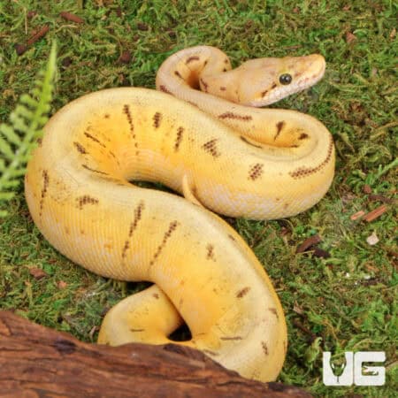 Baby Enchi Spinner Blast Ball Python For Sale - Underground Reptiles