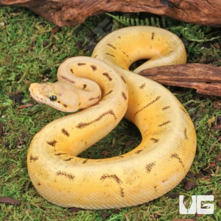Baby Enchi Spinner Blast Ball Python For Sale - Underground Reptiles