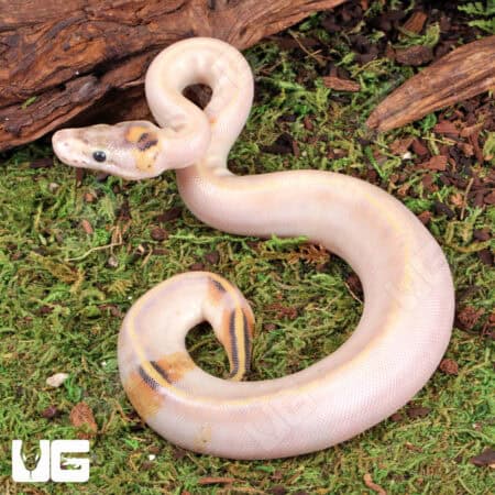 Baby Female Ivory Paradox Ball Python, stunning morph with unique coloration. Perfect for reptile en.