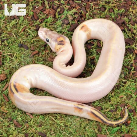 Baby Female Ivory Paradox Ball Python on mossy ground.