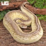 Lesser Pewter Ball Python For Sale - Underground Reptiles