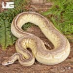 Lesser Pewter Ball Python For Sale - Underground Reptiles