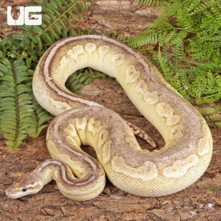 Lesser Pewter Ball Python For Sale - Underground Reptiles