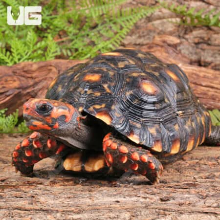 Sub Adult Cherryhead Redfoot Tortoises (Chelonoidis carbonaria) For Sale - Underground Reptiles