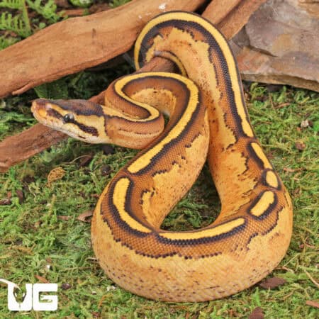 Baby Super Stripe Fire Ball Python For Sale - Underground Reptiles