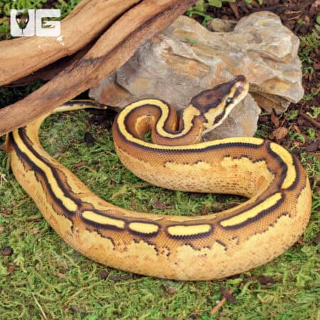 Baby Super Stripe Fire Ball Python For Sale - Underground Reptiles