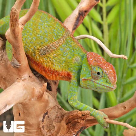 Fork Nosed Chameleons (Calumma furcifer) For Sale - Underground Reptiles