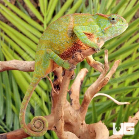 Fork Nosed Chameleons (Calumma furcifer) For Sale - Underground Reptiles