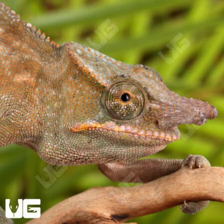 Fork Nosed Chameleons (Calumma furcifer) For Sale - Underground Reptiles