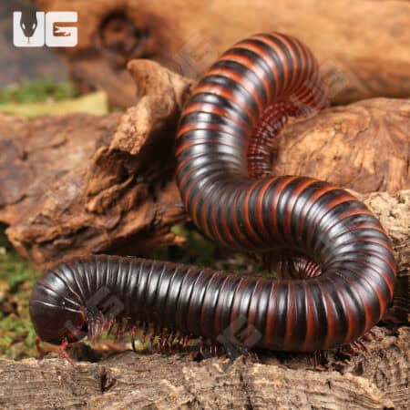 Giant African Millipedes for sale - Underground Reptiles