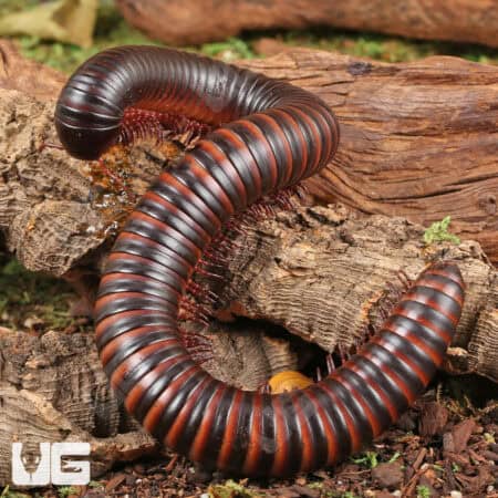 Giant African Millipedes for sale - Underground Reptiles
