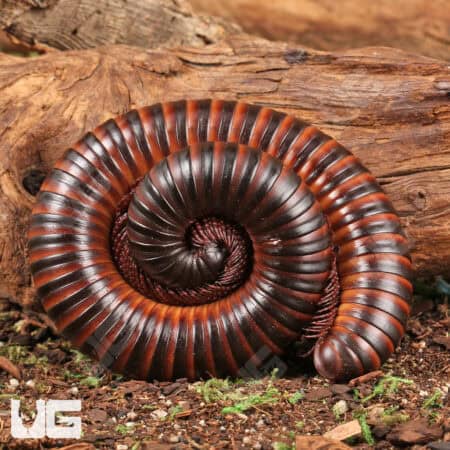 Giant African Millipedes for sale - Underground Reptiles