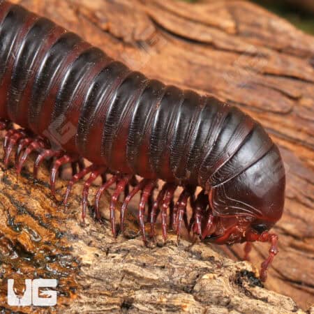 Giant African Millipedes for sale - Underground Reptiles