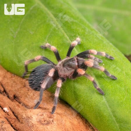 Giant Mexican Red Knee Tarantula (Brachypelma smithi) For Sale - Underground Reptiles