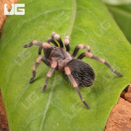 Giant Mexican Red Knee Tarantula (Brachypelma smithi) For Sale - Underground Reptiles