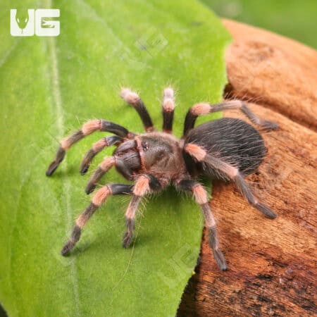 Giant Mexican Red Knee Tarantula (Brachypelma smithi) For Sale - Underground Reptiles