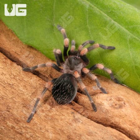 Giant Mexican Red Knee Tarantula (Brachypelma smithi) For Sale - Underground Reptiles
