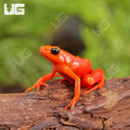 Golden Mantella (Mantella aurantiaca) For Sale - Underground Reptiles