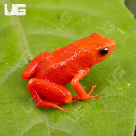 Golden Mantella (Mantella aurantiaca) For Sale - Underground Reptiles
