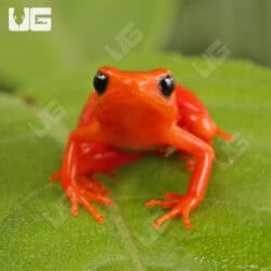 Golden Mantella (Mantella aurantiaca) For Sale - Underground Reptiles