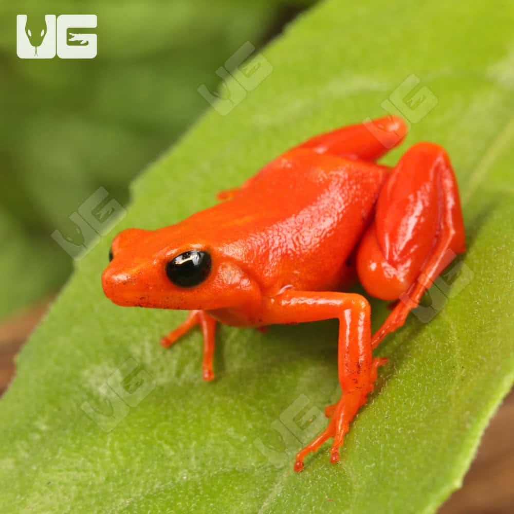 Golden Mantella (Mantella aurantiaca) For Sale - Underground Reptiles