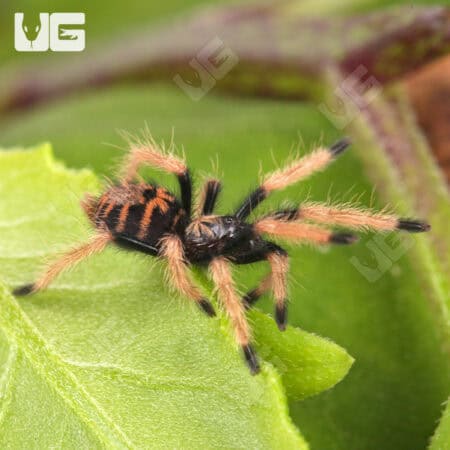 Green Bottle Blue Tarantula - Underground Reptiles