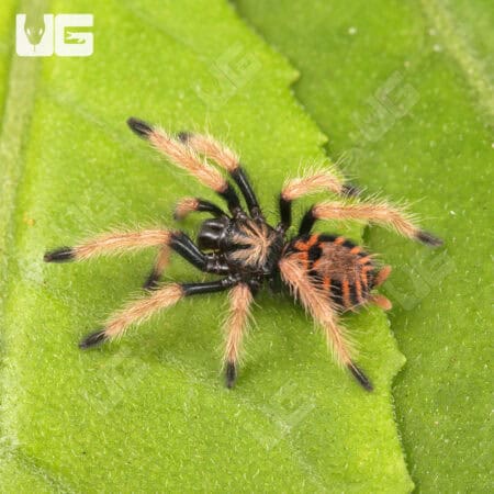 Green Bottle Blue Tarantula - Underground Reptiles