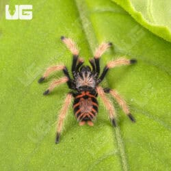 Green Bottle Blue Tarantula - Underground Reptiles