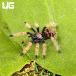 Green Bottle Blue Tarantula - Underground Reptiles