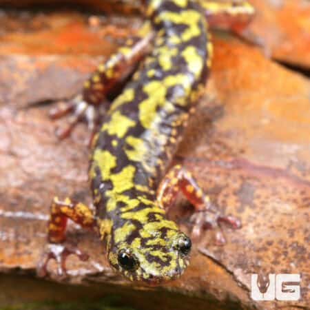 Green Salamanders (Aneides aeneus) For Sale - Underground Reptiles