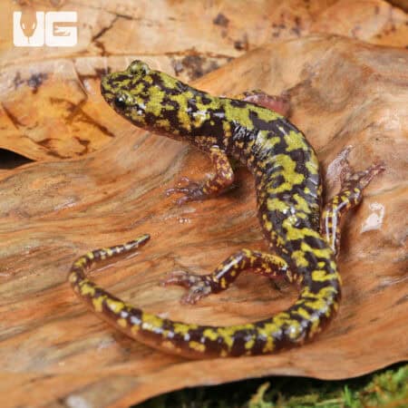 Green Salamanders (Aneides aeneus) For Sale - Underground Reptiles