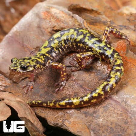 Green Salamanders (Aneides aeneus) For Sale - Underground Reptiles