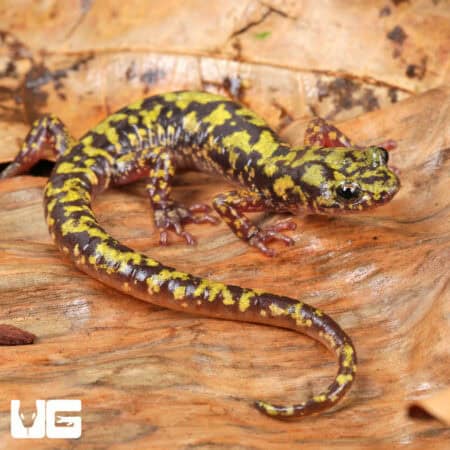 Green Salamanders (Aneides aeneus) For Sale - Underground Reptiles