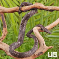 Indonesian Tree Boa For Sale- Underground Reptiles