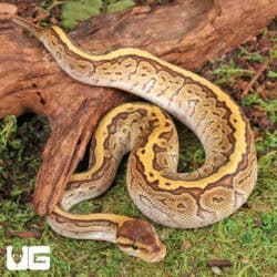 Baby Jigsaw Ball Python For Sale - Underground Reptiles