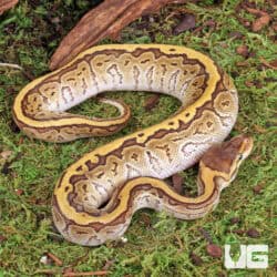 Baby Jigsaw Ball Python For Sale - Underground Reptiles