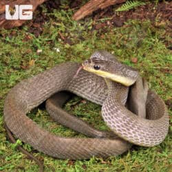 Juvenile Bird Snake (Phrynonax poecilonotus) For Sale - Underground Reptiles