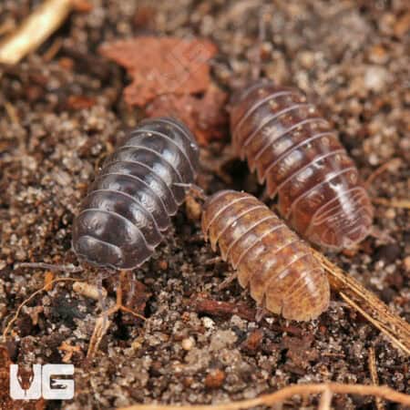 Lake Placid Gem Mix Isopods (Armadillidium Vulgare) For Sale - Underground Reptiles