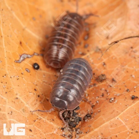 Lake Placid Gem Mix Isopods (Armadillidium Vulgare) For Sale - Underground Reptiles