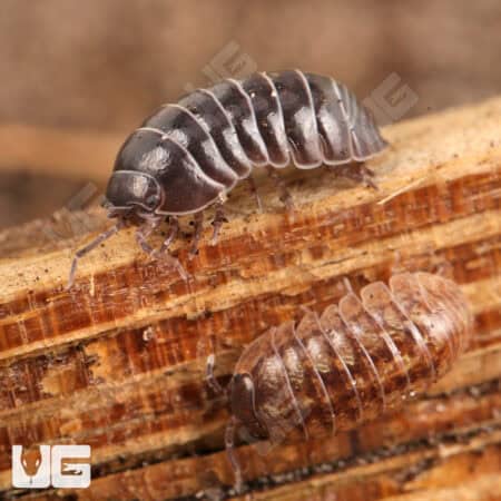 Lake Placid Gem Mix Isopods (Armadillidium Vulgare) For Sale - Underground Reptiles