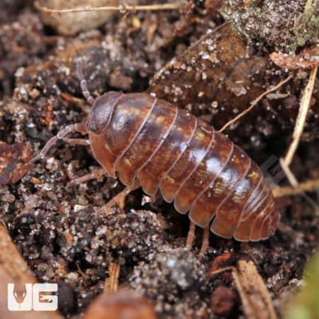 Lake Placid Gem Mix Isopods (Armadillidium Vulgare) For Sale - Underground Reptiles