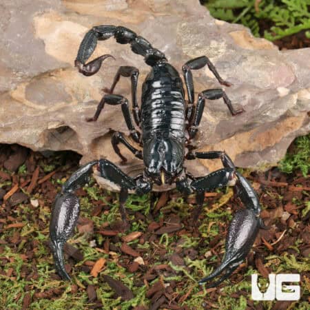 Long Claw Forest Scorpions For Sale - Underground Reptiles