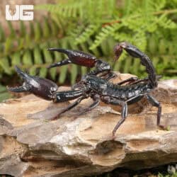 Long Claw Forest Scorpions For Sale - Underground Reptiles